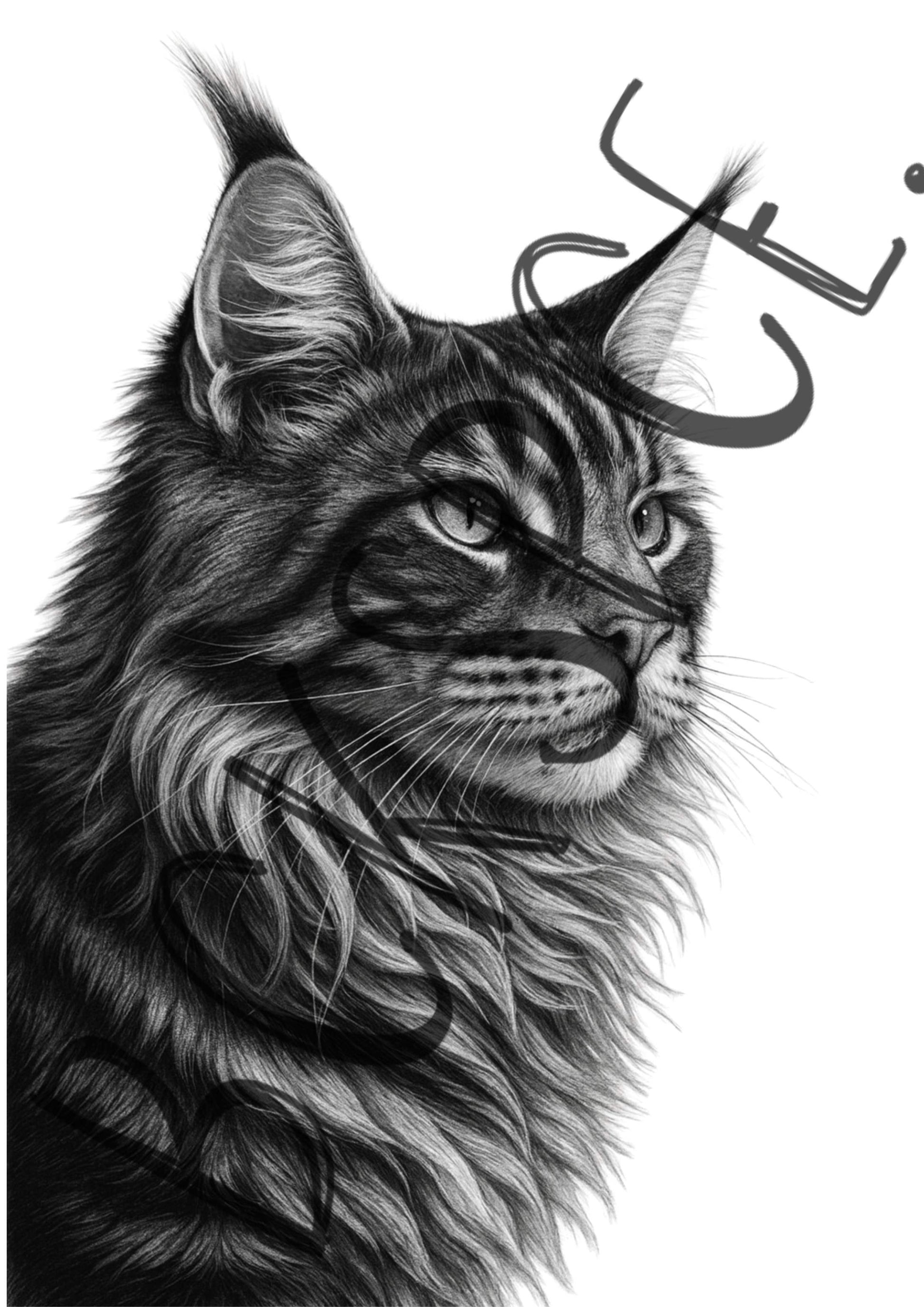 Maine Coon King Sketch